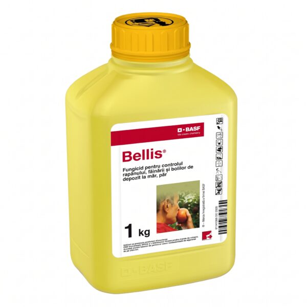 BELLIS, 1KG